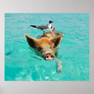 Póster Swimming Pig with a Passenger