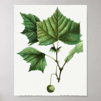 Poster Sycamore americano (Platanus occidentalis) do Tra
