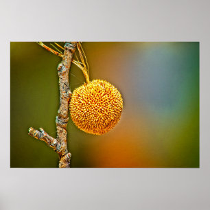 Poster Sycamore Seed Ball