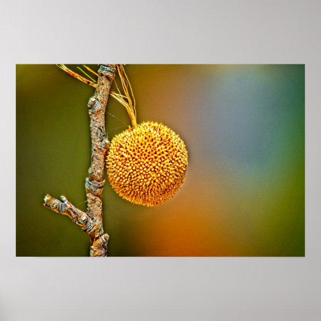 Poster Sycamore Seed Ball (Frente)
