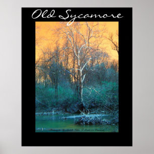 Póster Sycamore Tree, Antiga Sycamore