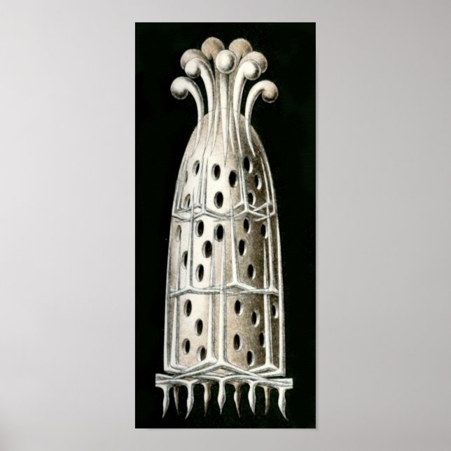 Póster Sycandra compressa, Ernst Haeckel Fine Art (Frente)