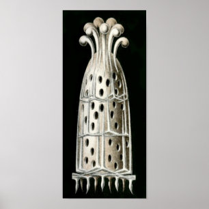 Póster Sycandra compressa, Ernst Haeckel Fine Art