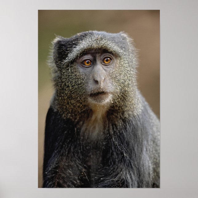 Póster Sykes ou Blue Monkey, Cercopithecus mitis, (Frente)