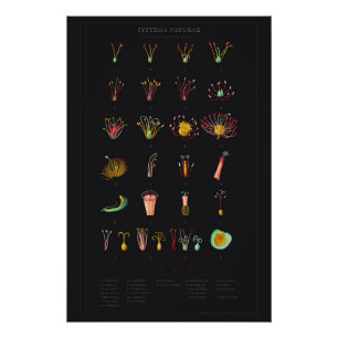 Póster Systema Naturae Glossy Poster