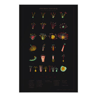 Póster Systema Naturae Glossy Poster