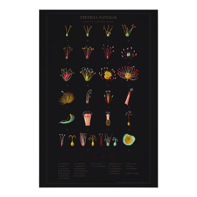 Póster Systema Naturae Glossy Poster (Frente)