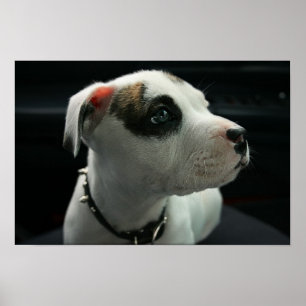 Póster T-Osso do pitbull do filhote de cachorro