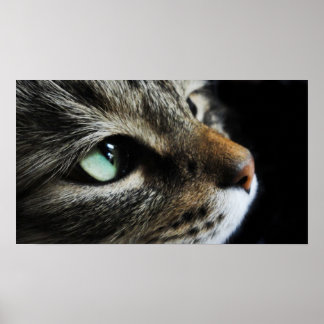 Poster Tabby