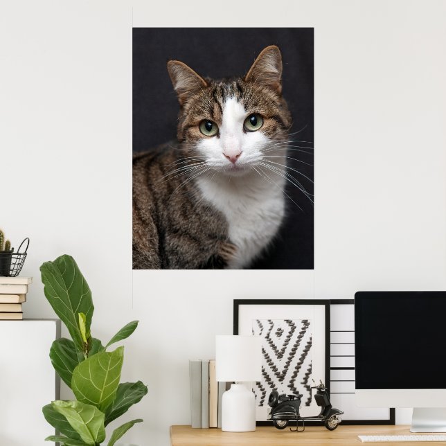 Poster Tabby Cat com olhos verdes contra fundo preto (Escritório em casa)