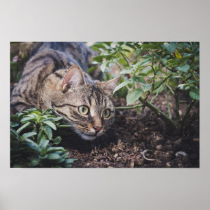 Poster Tabby Cat em Woods Stalking
