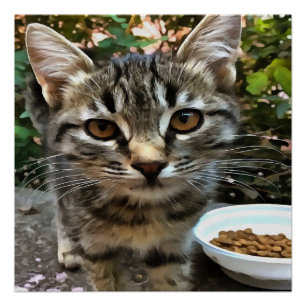 Póster Tabby Cat Kitten Fazer Eye Contato