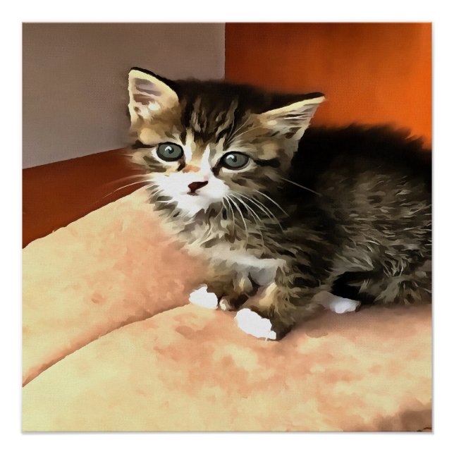 Póster Tabby Cat Kitten Pet Retrato (Frente)