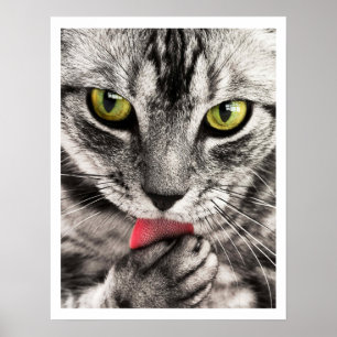 Poster Tabby Cat Licing Paw