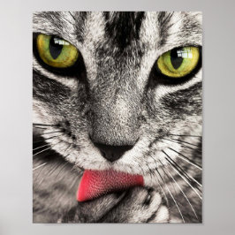 Poster Tabby Cat Licing Paw