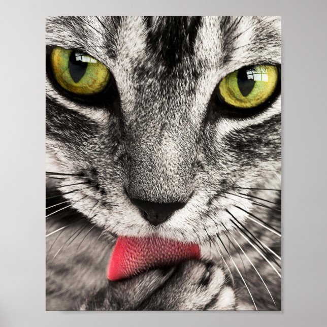 Poster Tabby Cat Licing Paw (Frente)