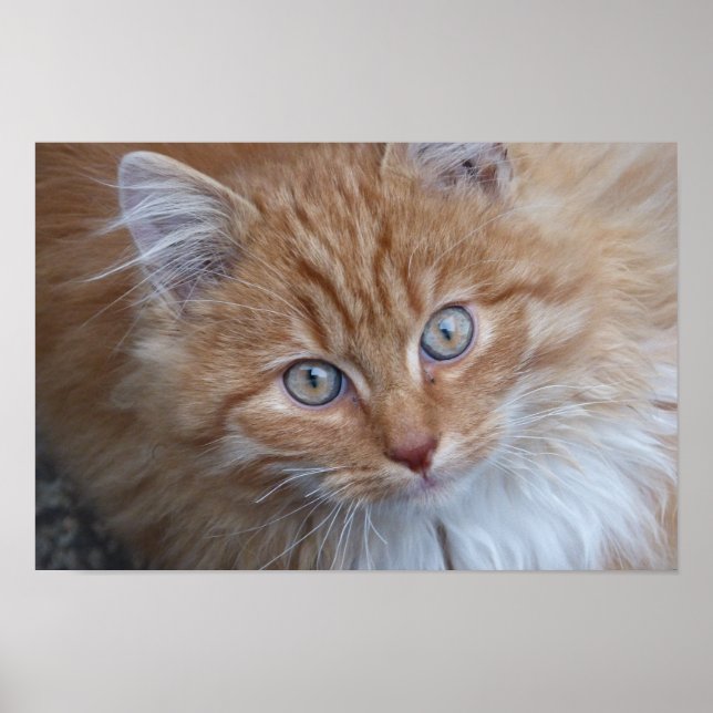 Poster Tabby Cat Vermelho de Cabelo Longo Olhando para Ci (Frente)