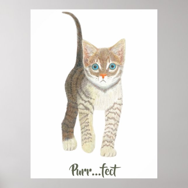 Poster Tabby Kitten White (Frente)