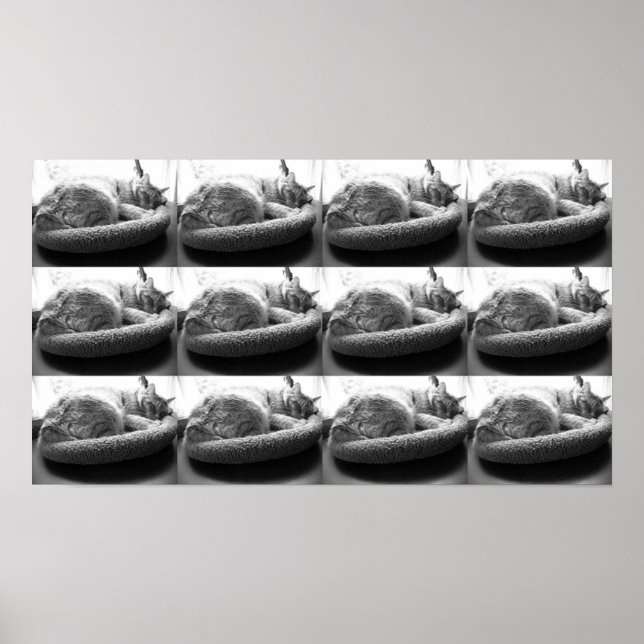 Póster Tabby Laranja Cat/Black & White Photo (Frente)