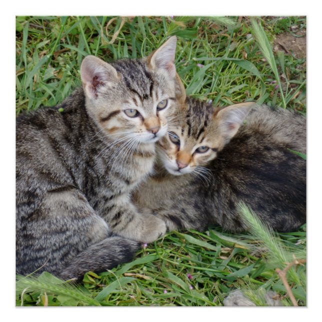 Póster Tabby Sisters 20" x 20",Papel Poster,Semibrilho (Frente)