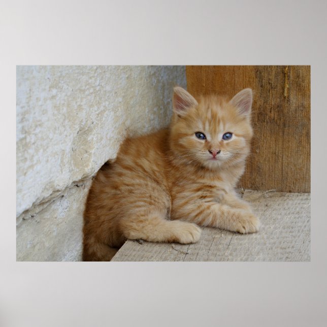 Poster Tabby Tomcat Kitten (Frente)
