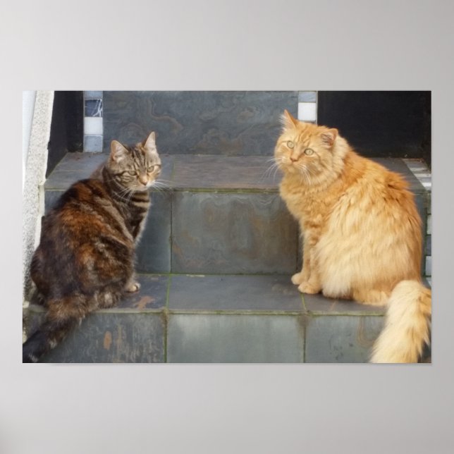 Poster Tabitha Twitchit & Mungojerrie (Frente)