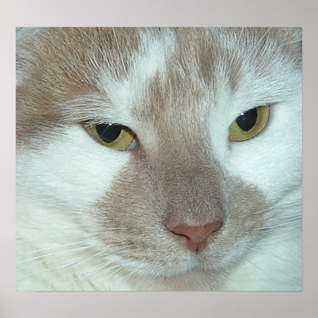 Póster Tabuleiro Branco e Laranja (Frente)