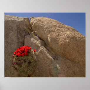 Póster Taça de clarete ou cacto de moinho de Mojave em fl