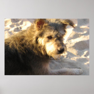 Poster Tailandês Beach Dog