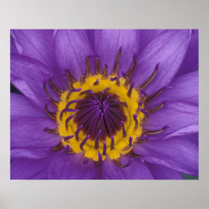Póster Tailândia, Banguecoque, Lótus roxo e amarelo