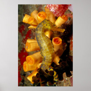 Poster Tailândia, cavalo de batalha estreito