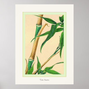 Póster Take Bamboo ~ Vintage Japanese Fine Art Print
