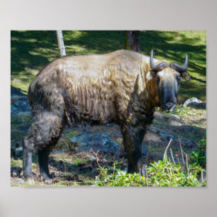 Poster Takin, animal nacional do Butão - Himalaya, Ásia