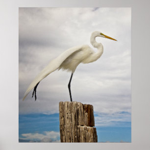 Poster Talentoso Egret Fort Myers Beach, Florida