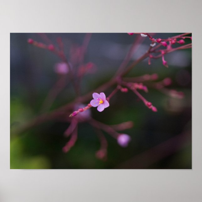 Poster Talinum paniculatum (Frente)