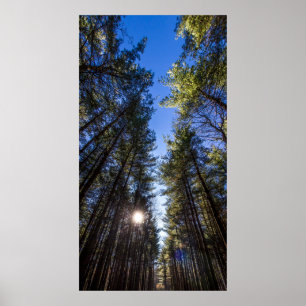 Poster Tall Pines, Walnut Woods Metro Park, Groveport, OH