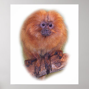 Póster Tamarin dourado do leão, macaco dourado Brasil do