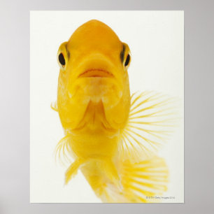 Poster Também conhecido como peixe-dourado de cauda-comet