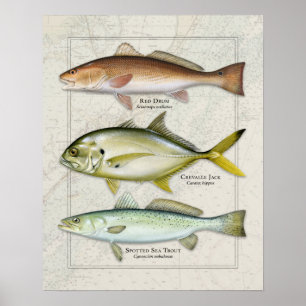 Poster Tambor Vermelho, Crevalle Jack, Trio de Trutas Mar
