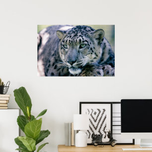 Poster Tampa-do-leopardo-da-neve