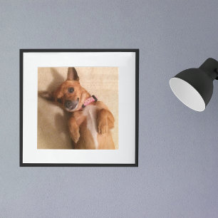Poster Tan Dachshund Puppy Dog Belly Pose