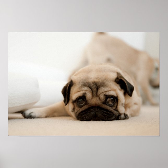 Poster Tan Female Pug (Frente)