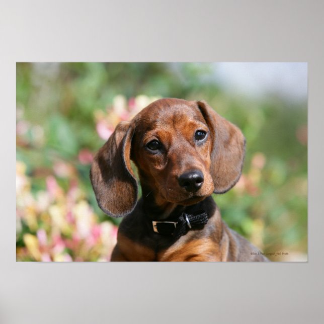 Póster Tan Minelle Dachshund (Frente)