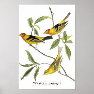 Póster Tanager ocidental - John James Audubon