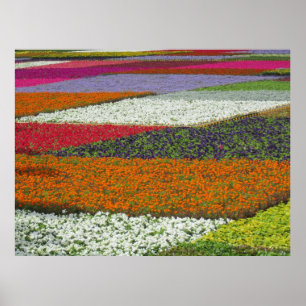 Poster Tapete de Flores