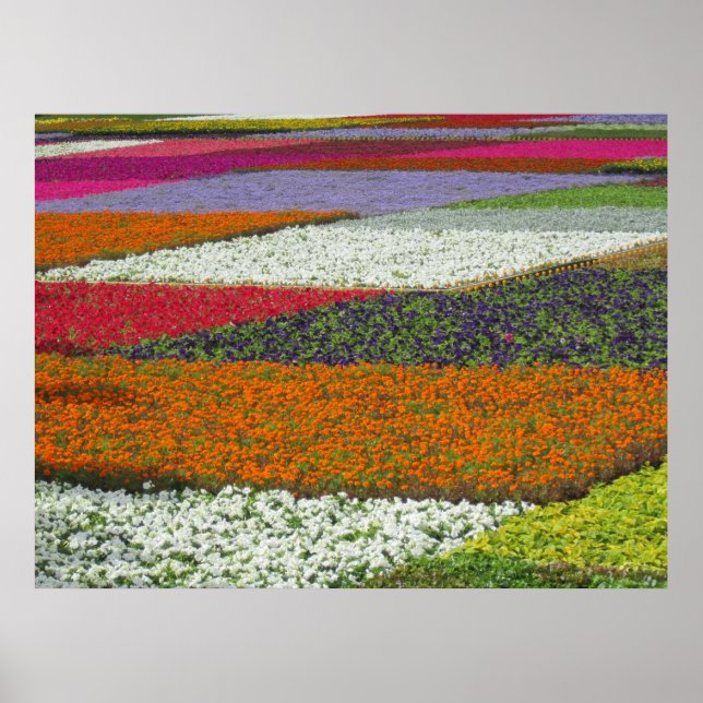 Poster Tapete de Flores (Frente)