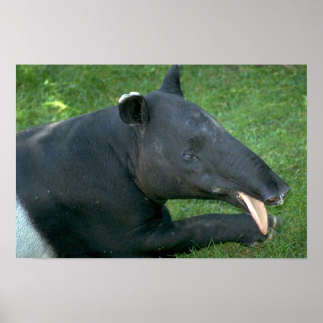 Poster Tapir (Frente)