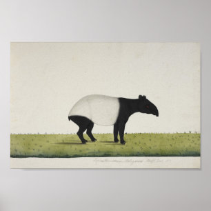 Poster Tapir