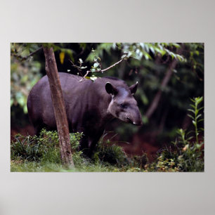Póster Tapir brasileiro (terrestris do Tapirus)