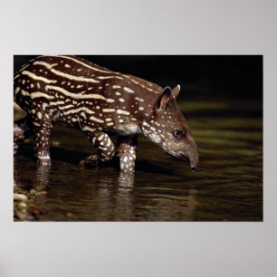 Póster Tapir brasileiro, vitela nova ao lado do rio